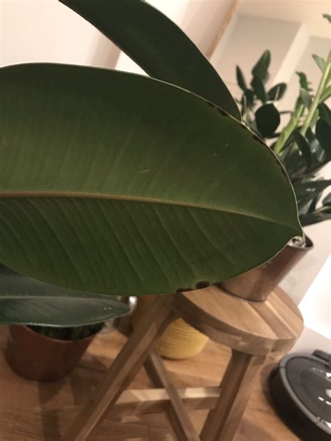 Rubber plant, also known by its botanical name, peperomia obtusifolia, is a succulent perennial native to tropical america. houseplants - What are these brown spots on my rubber ...