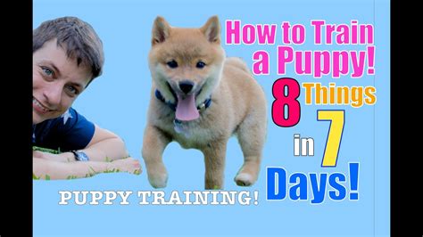 Letting a puppy outside for the first time can be frightening. How to Train Your Puppy 8 Things in 7 Days! (STOP Puppy ...