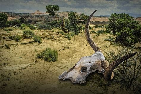 Steer Skull In The Utah Desert By Randall Nyhof Cow Skull Longhorn Cow
