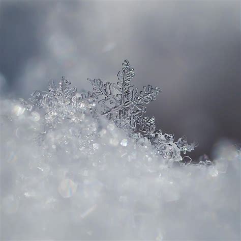 Snowflakes Fotos De Flocos De Neve Flocos De Neve Flocos De Neve Reais