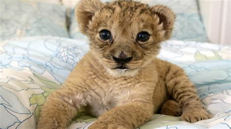 1 Best Cute Baby Lion Cubs Compilation Adorable Funnydogtv
