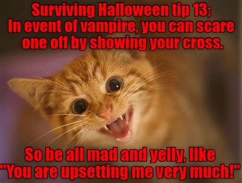 Surviving Halloween Lolcats Lol Cat Memes Funny Cats Funny