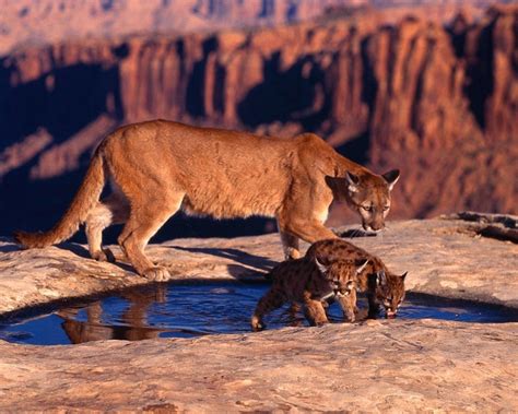 Puma With Kittens Wallpapers And Images Wallpapers