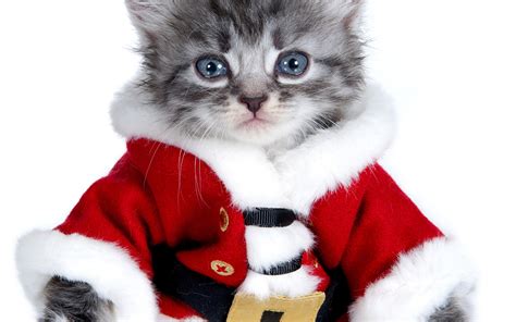 Download Wallpapers Little Gray Kitten Cute Animals Santa Costume For