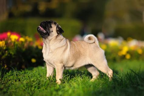 Fourteen Fun Facts About Pugs You Need To Know Pug Facts Pugs Cute Baby Animals