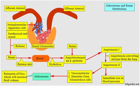 Aldosterone And Renin Angiotensin System