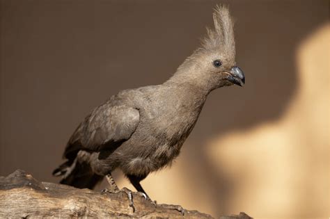 15 Stunning Birds With Mohawks Including Pictures