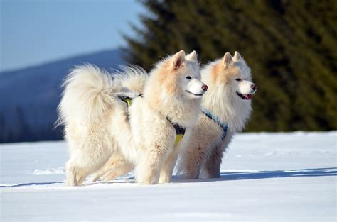 10 Most Beautiful Dogs Breeds In The World