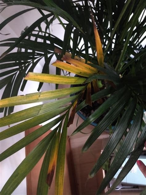 Why Is My Palm Tree Turning Yellow 6 Main Reasons