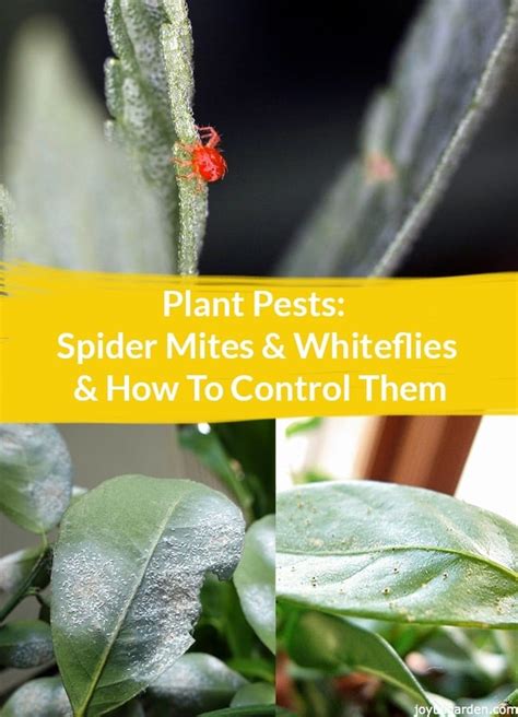 Plant Pests Spider Mites Whiteflies How To Control Them