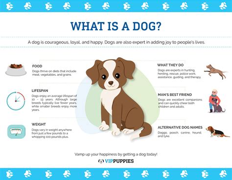 All About Dogs Faq Included Fun Dog Facts Vip Puppies Dog