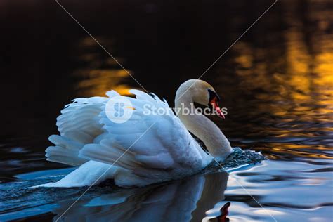 Scenic Lake With Graceful Swan Majestic Lake District Landscape With