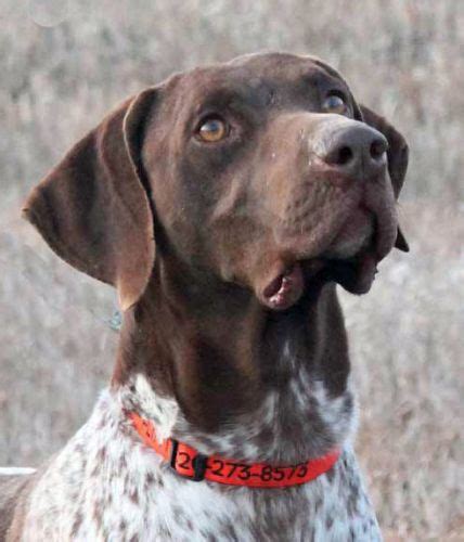 This breed has a long but slightly unclear history. 32 best Labrador / German Shorthaired Pointer mix puppies ...