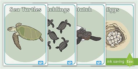 Sea Turtle Life Cycle Growth Display Posters Under The Sea