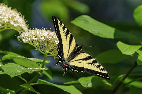 Tiger Swallowtail Butterfly Photograph By Joseph Siebert Fine Art America