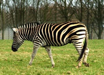 Zebras are some of the world's most distinct animals due to their unique black and the three species of zebras and their subspecies live in different countries across africa. Where Do Zebras Live | Zebras Habitat
