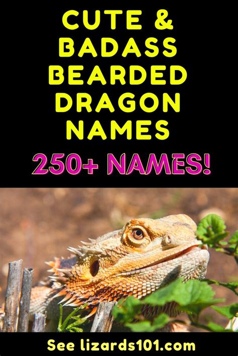 Cute And Cool Bearded Dragon Names 250 Ideas Dragon