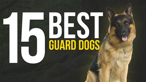 Top 15 Best Guard Dog Breeds Protection Security And Companionship
