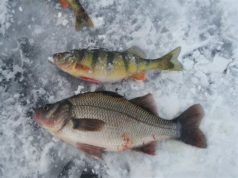 White Perch Vs Yellow Perch How Are They Different Strike And Catch