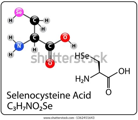 selenocysteine molecule structure stock vector royalty free 1362451643 shutterstock