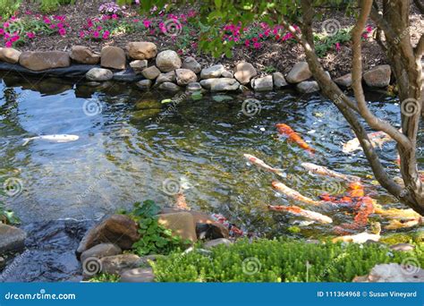 Colorful Koi Fish In A Rock Edged Stream Lined With Trees And Flowers