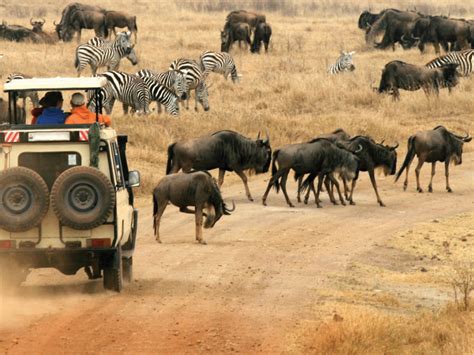 Kenya Safari Trip Wildlife Safari Ef Go Ahead Tours