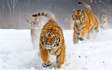 Four Tiger Running On Snow During Winter Season Hd Wallpaper