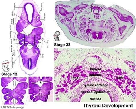Endocrine Thyroid Development Embryology