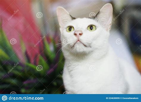 white cat sitting and enjoy on wood terrace stock image image of gray lying 224630099