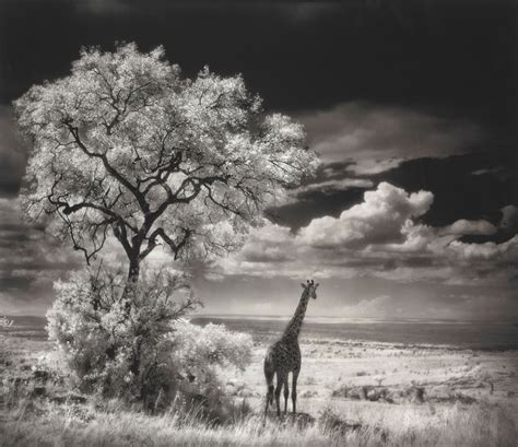 Nick Brandt B 1966 Nick Brandt Nature Photography Wildlife