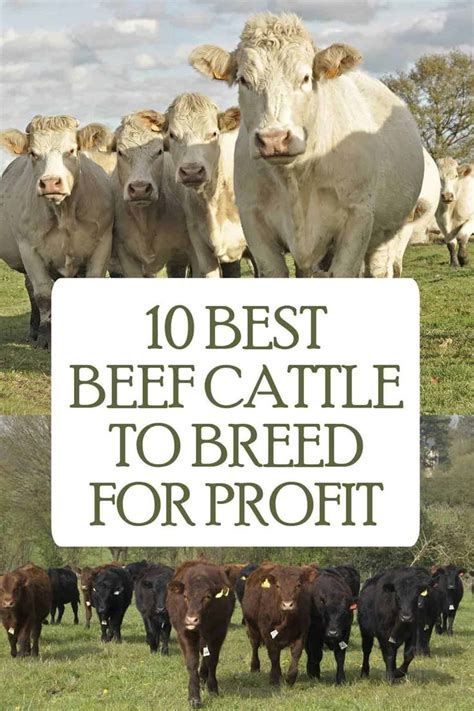 cows standing in a field with the words 10 best beef cattle cattle to breed for profits