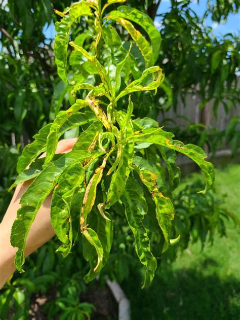 Nectarine Tree Leaf Issues Rbackyardorchard