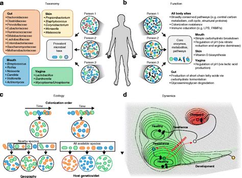 The Healthy Human Microbiome Genome Medicine Full Text