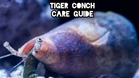 Tiger Conch Care Guide YouTube
