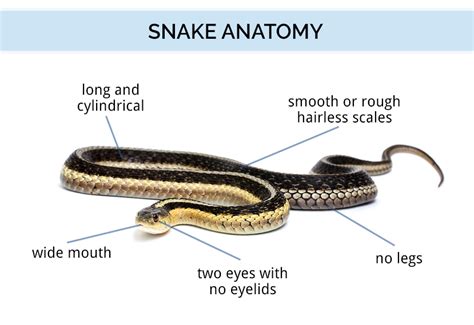 Snake Anatomy Chart A Visual Reference Of Charts Chart Master