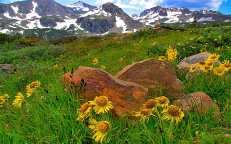 Indian Peaks Wilderness Colorado Rocky Mountains Snow Yellow