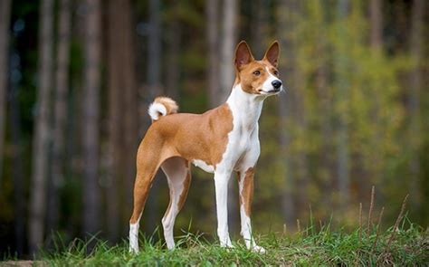 All About Basenji Dog Breed Origin Behavior Trainability Facts