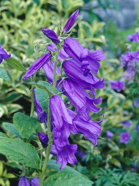 To be honest you will be spoilt for choice when selecting what to plant. Perennial purple flowers photos