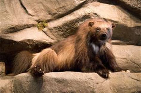 Colorado Parks And Wildlife Wolverine Identification Guide