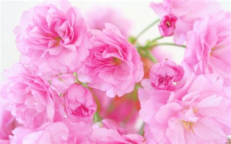 Best Pink Roses Wallpaper High Definition High Quality