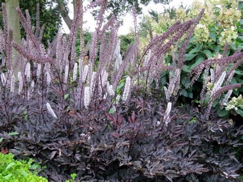 Indeed, some designers are using it in place of more sensitive plants since black lace is extremely durable and adaptable. Perennial: Cimicifuga racemosa 'Hillside Black Beauty ...