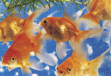 Marvelously Interesting Facts About Goldfish Goldfish Pet Fish Fish Pet