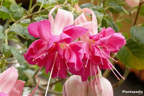 Fuchsia Plant Care How To Grow And Prune Fuchsia Flowers Plantopedia