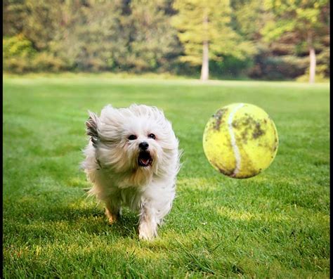 The Dog Park Helpful Etiquette Tips