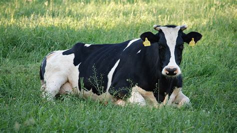 La Importancia Del Descanso En Las Vacas Maxideza