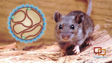How Deadly Hantavirus Infects People Cases In Utah Northern Arizona