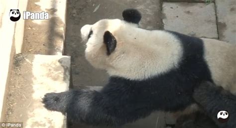 Lu Lu The Panda Sets New Sex Record In China Lasting 18 Minutes Daily