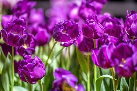 Gaya terbaru 28+ gambar montase bunga. Mengenal Banyak Hal Dari Gambar Bunga Tulip dan Sejarahnya