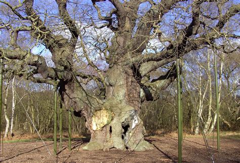 The Major Oak Tree Edwinstowe Nottinghamshire Uk Where Robin Used To