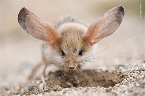 Big Ears Valeriy Maleev The Lumix Peoples Choice Award Wildlife